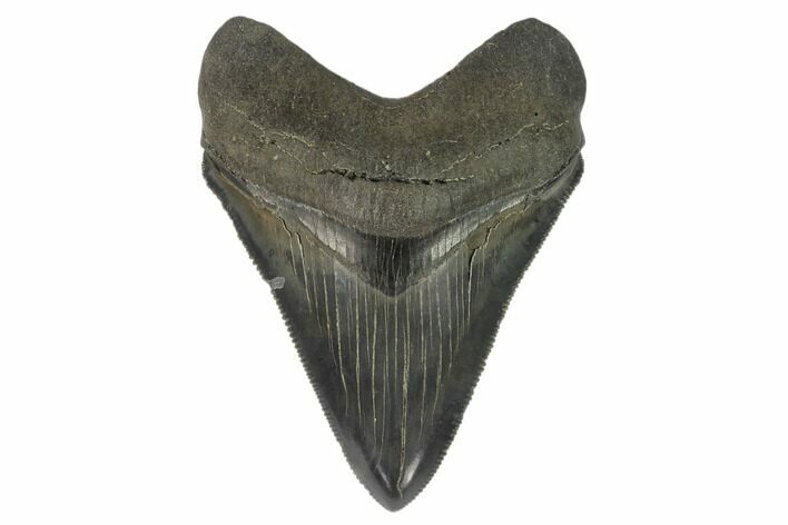 Serrated, Fossil Megalodon Tooth - Glossy Enamel #129117